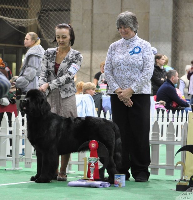 Фото: ньюфаундленд Beguschaya po Volnam Hand Made (Бегущая по Волнам Ханд Маде), Ol'ga Koroleva (Ольга Королева)