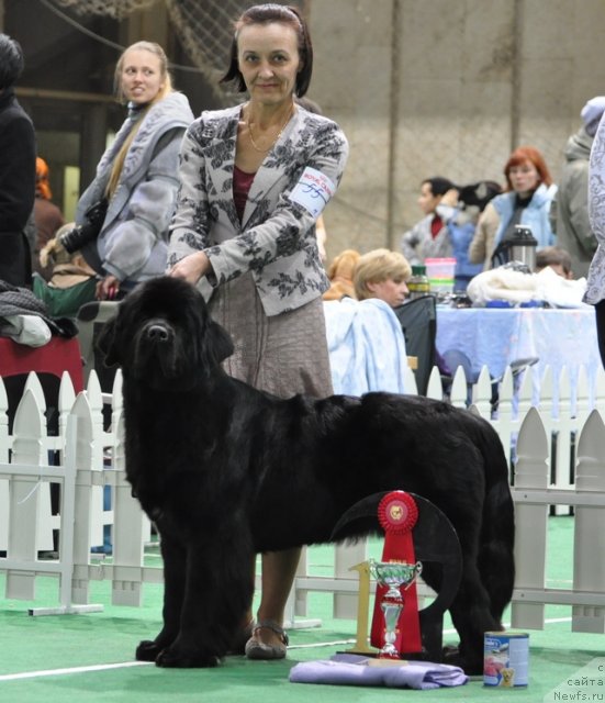 Фото: ньюфаундленд Beguschaya po Volnam Hand Made (Бегущая по Волнам Ханд Маде), Ol'ga Koroleva (Ольга Королева)