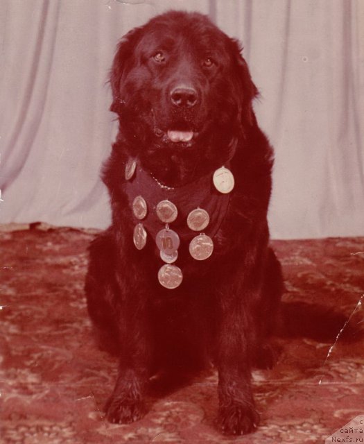 Фото: ньюфаундленд Aysidora Dunkan Terra Nova (Айсидора Дункан Терра Нова)