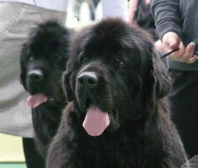 Фото: ньюфаундленд Midnight Lady's All You Need (Midnight Lady's All You Need)