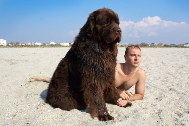 Фото: ньюфаундленд Lesnaja Skazka Korolevskiy Medved (Лесная Сказка Королевский Медведь), Dmitriy Samarcev (Дмитрий Самарцев)