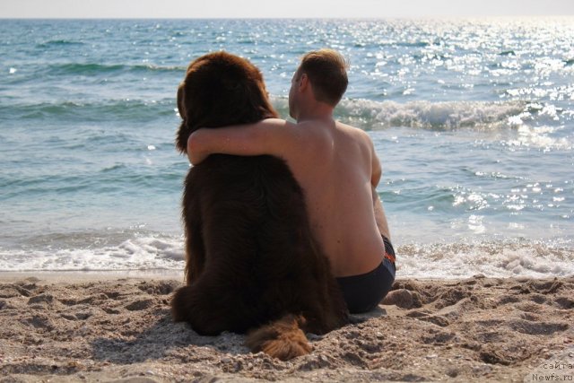 Фото: ньюфаундленд Lesnaja Skazka Korolevskiy Medved (Лесная Сказка Королевский Медведь), Dmitriy Samarcev (Дмитрий Самарцев)