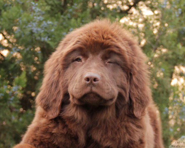 Фото: ньюфаундленд Feerichnaja Fortunatussi s Berega Dona (Фееричная Фортунатусси с Берега Дона)