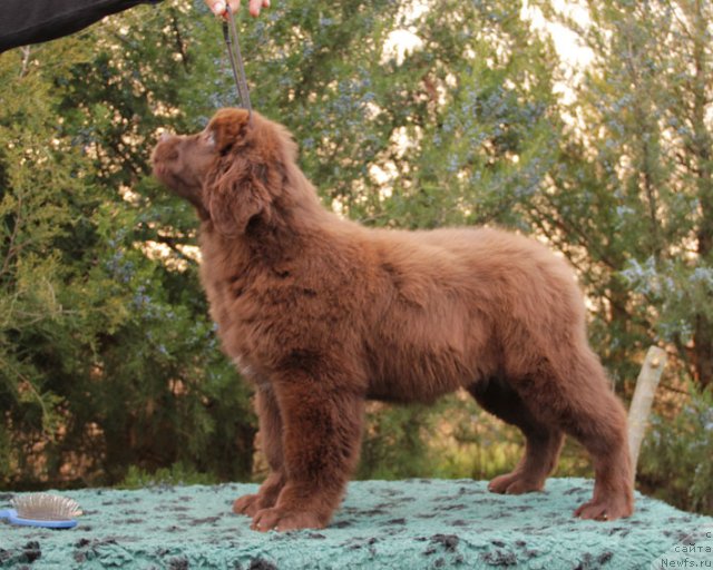 Фото: ньюфаундленд Feerichnaja Fortunatussi s Berega Dona (Фееричная Фортунатусси с Берега Дона)