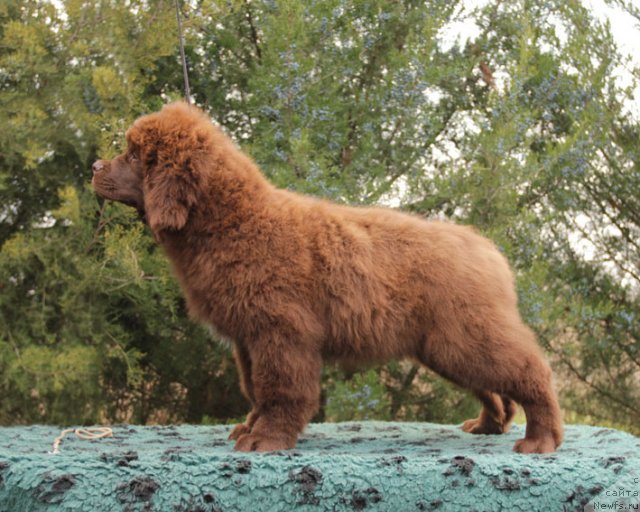 Фото: ньюфаундленд Fantasticheskaya Feya s Berega Dona (Фантастическая Фея с Берега Дона)