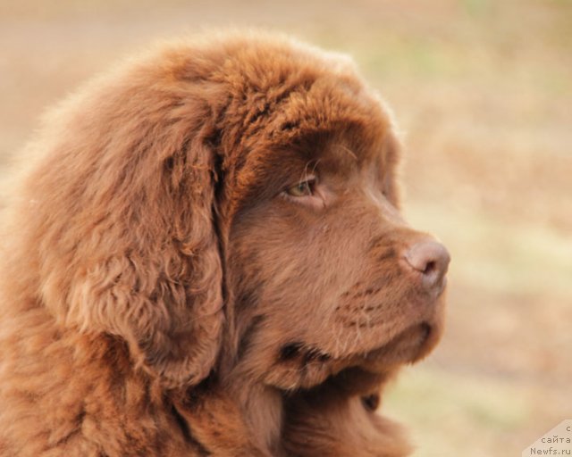 Фото: ньюфаундленд Fantasticheskaya Feya s Berega Dona (Фантастическая Фея с Берега Дона)