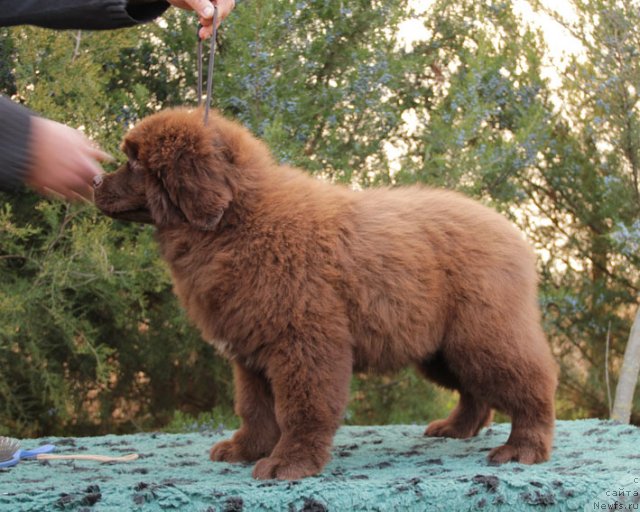 Фото: ньюфаундленд Fartovaya Fishka s Berega Dona (Фартовая Фишка с Берега Дона)