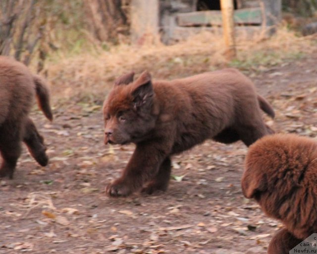 Фото: ньюфаундленд Feerichnaja Fortunatussi s Berega Dona (Фееричная Фортунатусси с Берега Дона)