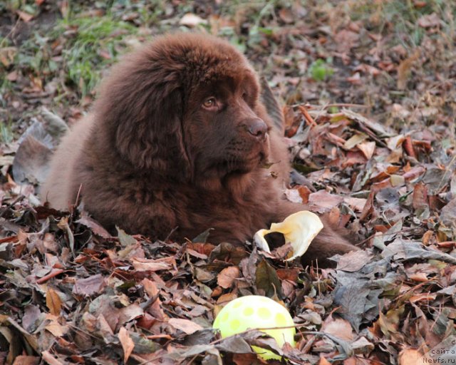 Фото: ньюфаундленд Fantasticheskaya Feya s Berega Dona (Фантастическая Фея с Берега Дона)