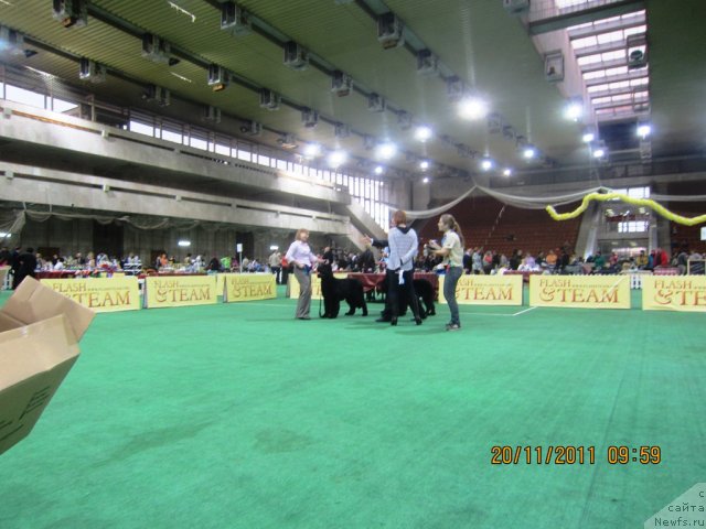 Фото: ньюфаундленд Very Fairweathers X'Got The Rhythm