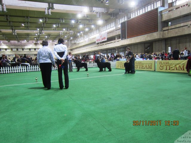 Фото: ньюфаундленд Very Fairweathers X'Got The Rhythm