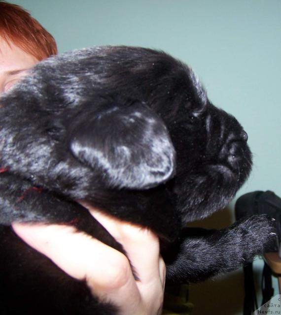 Фото: ньюфаундленд Aquatoriya Kelvin Zarya v Hijine Dyadi Djeri (Акватория Келвин Заря в Хижине Дяди Джери)