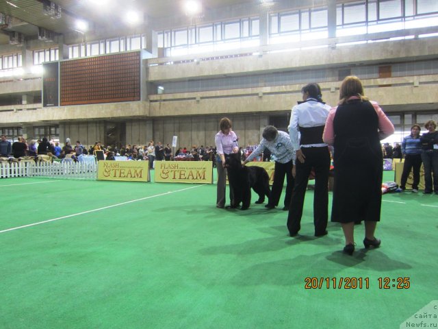 Фото: ньюфаундленд Very Fairweathers X'Got The Rhythm