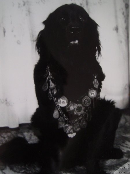 Фото: ньюфаундленд Ena Hip (Ена Хип)