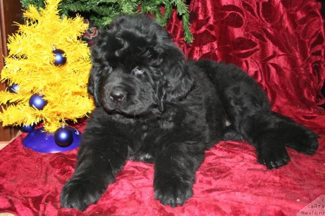 Фото: ньюфаундленд Zhasmine Severny Caprice iz Medvejyego Yara (Жасмин Северный Каприз из Медвежьего Яра)