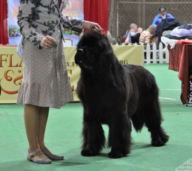 Фото: ньюфаундленд Begushaya po Volnam Vam I Ne Snilos (Бегущая по Волнам Вам и не Снилось)