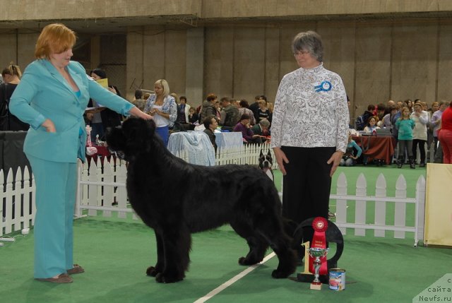 Фото: ньюфаундленд Aquatoriya Kelvin Kilimandzharo (Акватория Келвин Килиманджаро)