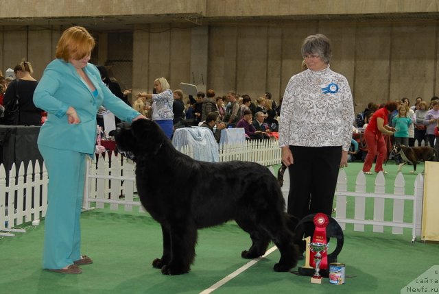 Фото: ньюфаундленд Aquatoriya Kelvin Kilimandzharo (Акватория Келвин Килиманджаро)