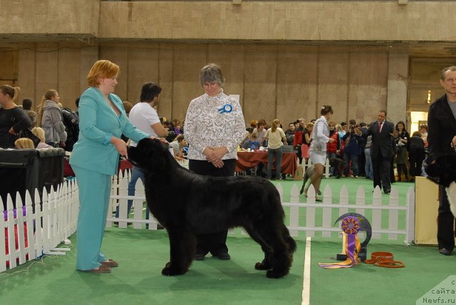 Фото: ньюфаундленд Aquatoriya Kelvin Kilimandzharo (Акватория Келвин Килиманджаро)