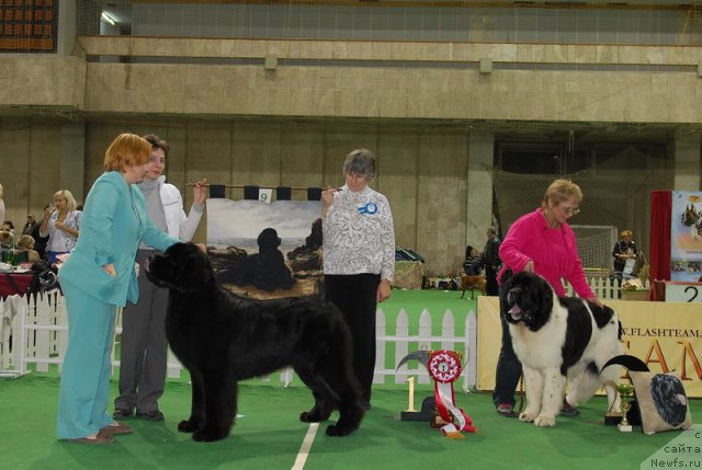 Фото: ньюфаундленд Aquatoriya Kelvin Kilimandzharo (Акватория Келвин Килиманджаро)