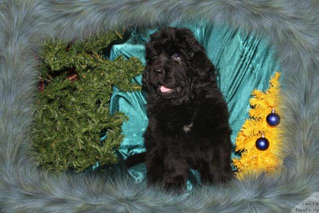 Фото: ньюфаундленд Zhasmine Severny Caprice iz Medvejyego Yara (Жасмин Северный Каприз из Медвежьего Яра)