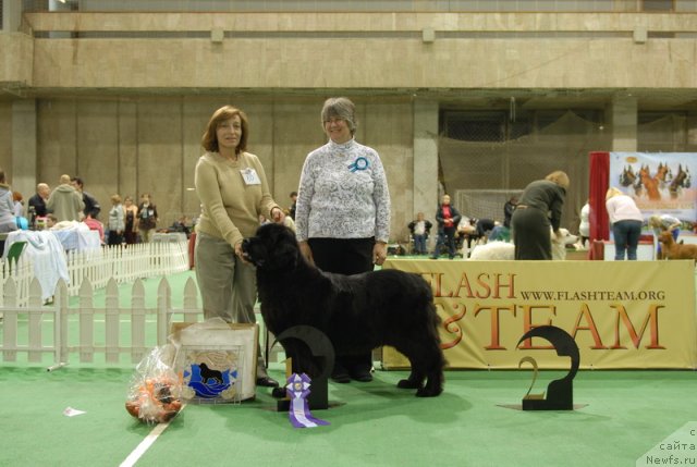 Фото: ньюфаундленд Sent Djons Dora (Сент Джонс Дора)