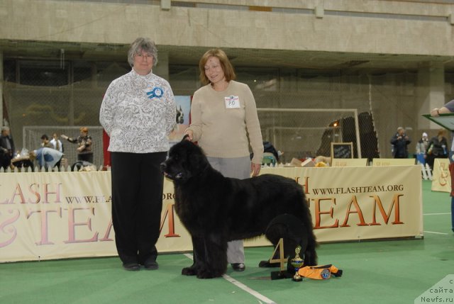 Фото: ньюфаундленд Sent Djons Dora (Сент Джонс Дора)