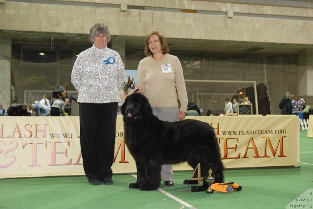 Фото: ньюфаундленд Sent Djons Dora (Сент Джонс Дора)