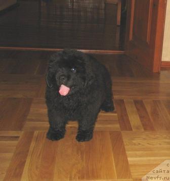 Фото: ньюфаундленд Knyaz Dodon s Berega Dona (Князь Додон с Берега Дона)