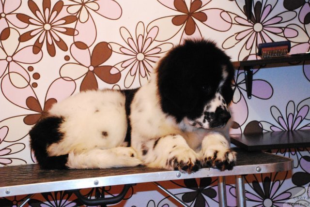 Фотография № 81391