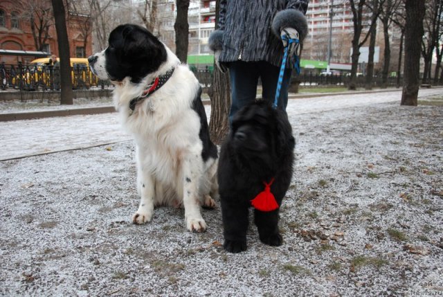 Фото: ньюфаундленд H'yugo Boss iz Unikal'noy Kollekcii (Хьюго Босс из Уникальной Коллекции)