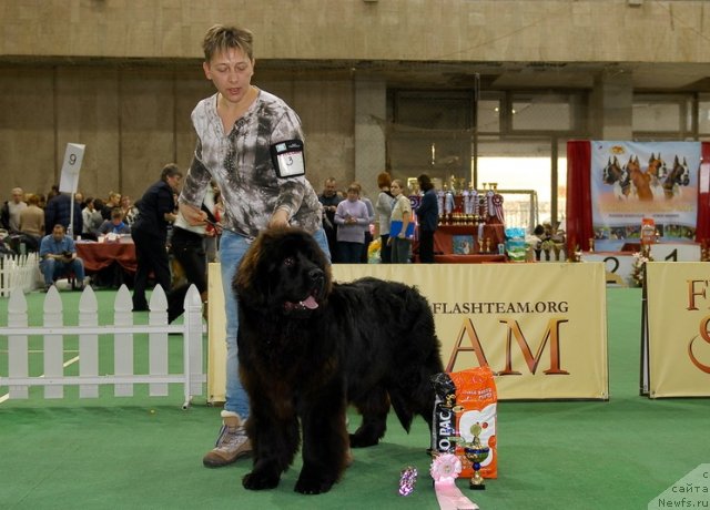 Фотография № 81397