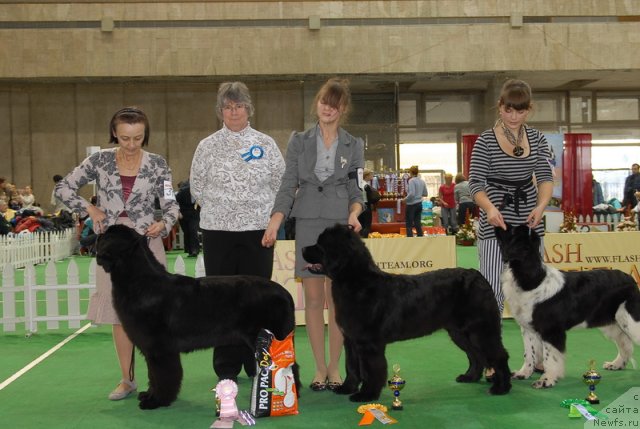 Фото: ньюфаундленд Beguschaya po Volnam Dancing Queen (Бегущая по Волнам Дансинг Квин), ньюфаундленд Plushevaya Panda Udivitelnaja Kejt (Плюшевая Панда Удивительная Кейт), ньюфаундленд Piternyuf I Did It Again (Питерньюф И Дид Ит Агаин)