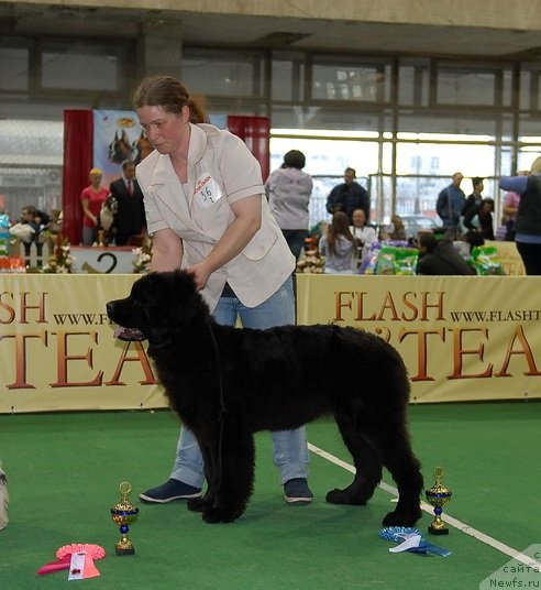 Фото: ньюфаундленд Sent Djons CHelesta (Сент Джонс Челеста)