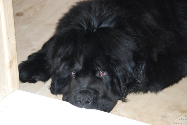 Фотография № 81416