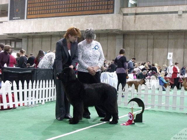 Фото: ньюфаундленд Jelannaya Moya (Желанная Моя)
