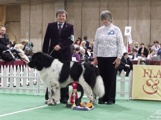 Фото: ньюфаундленд Daanich Shahmatny Oskar (Даанич Шахматный Оскар)