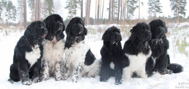 Фото: ньюфаундленд Ikona Stilya (Икона Стиля), ньюфаундленд Super Bizon Argo (Супер Бизон Арго), ньюфаундленд Plyushevaya Panda La Bella (Плюшевая Панда Ла Белла), ньюфаундленд Bianka Vayt Pyerl (Бианка Вайт Пэрл), ньюфаундленд Super Premium Zippi Senseyshen (Супер Премиум Зиппи Сенсейшен), ньюфаундленд Izumrud Moey Dushi (Изумруд Моей Души)