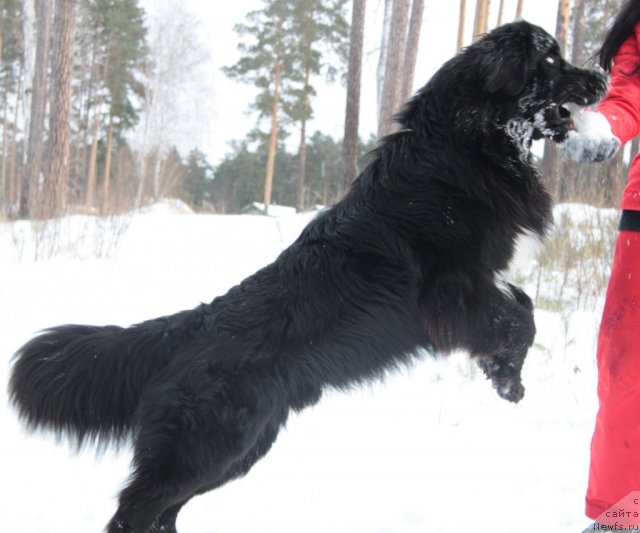 Фотография № 81436