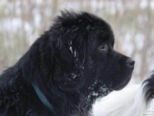 Фото: ньюфаундленд Super Premium Zippi Senseyshen (Супер Премиум Зиппи Сенсейшен)