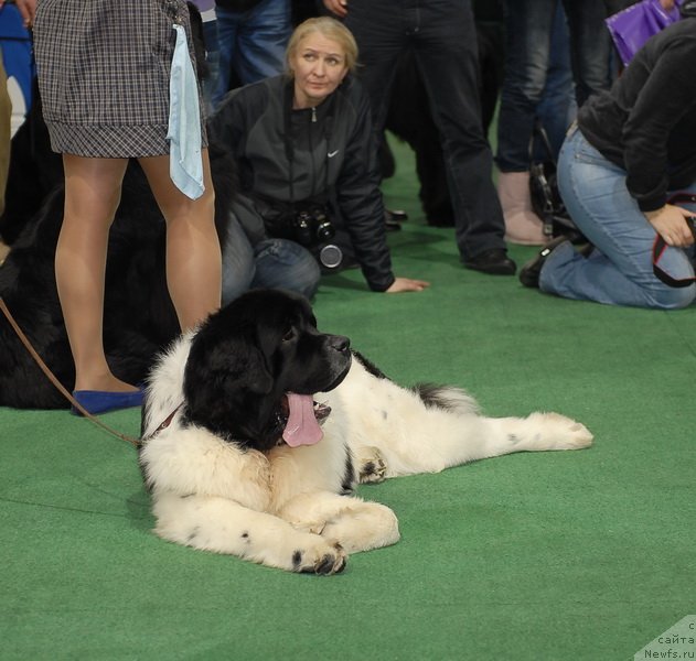 Фото: ньюфаундленд Threeponds Right Way