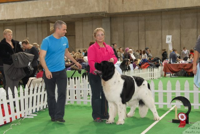 Фото: ньюфаундленд Threeponds Right Way