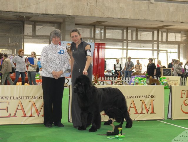 Фото: ньюфаундленд Rain Coast You Too