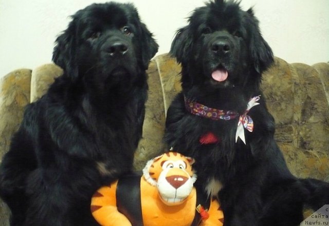 Фотография № 81494