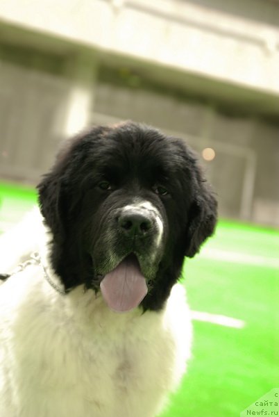 Фотография № 81530