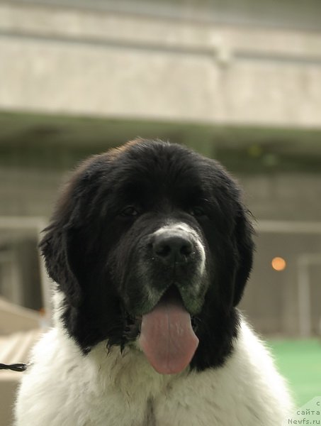 Фотография № 81531