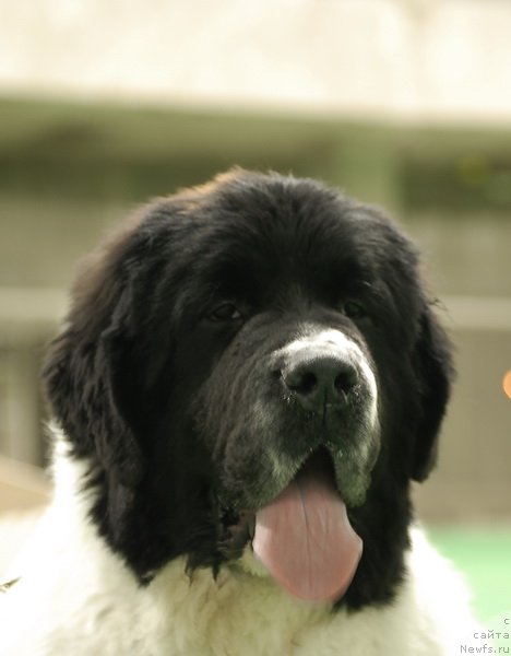 Фото: ньюфаундленд Sent Djons Centurion (Сент Джонс Центурион)