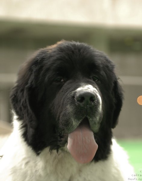 Фото: ньюфаундленд Sent Djons Centurion (Сент Джонс Центурион)