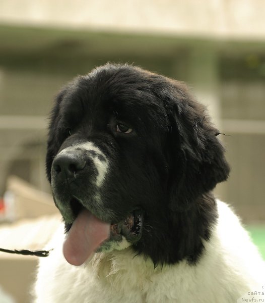 Фото: ньюфаундленд Sent Djons Centurion (Сент Джонс Центурион)