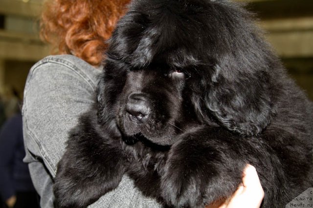 Фотография № 81551